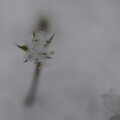 写真: 最後のバイカオウレン (1)　春の雪に埋もれて