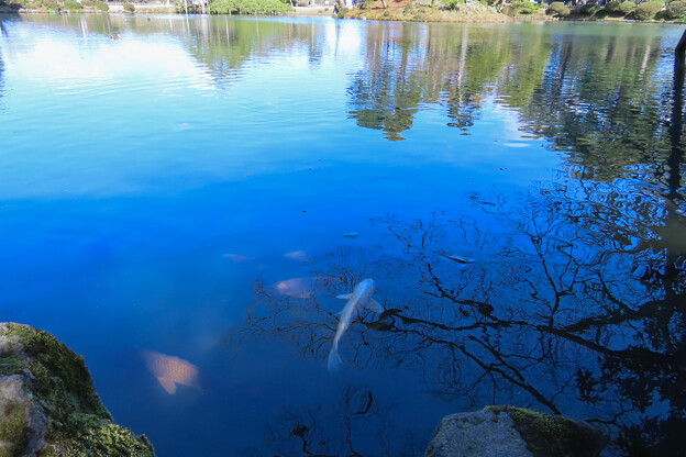 写真: 霞が池　鯉（1）