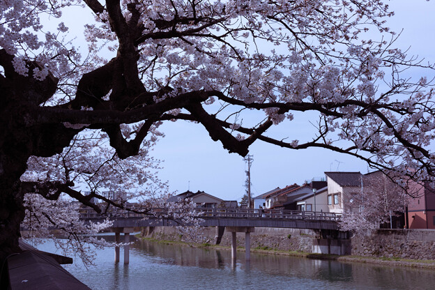 写真: 浅野川　中の橋　ソメイヨシノ