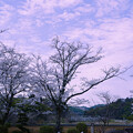 写真: 里山の桜