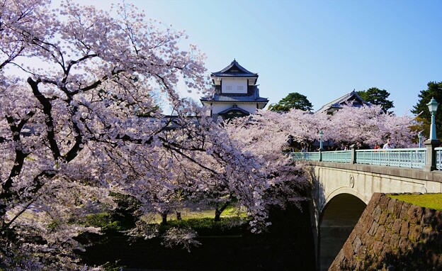 写真: 石川門と満開の桜