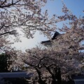 写真: 石川門と満開の桜 (2)