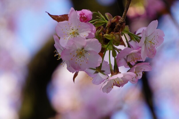 兼六園熊谷桜
