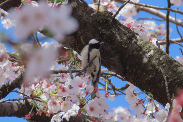 写真: シジュウカラと桜 (2)