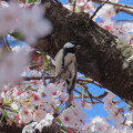 写真: シジュウカラと桜 (2)