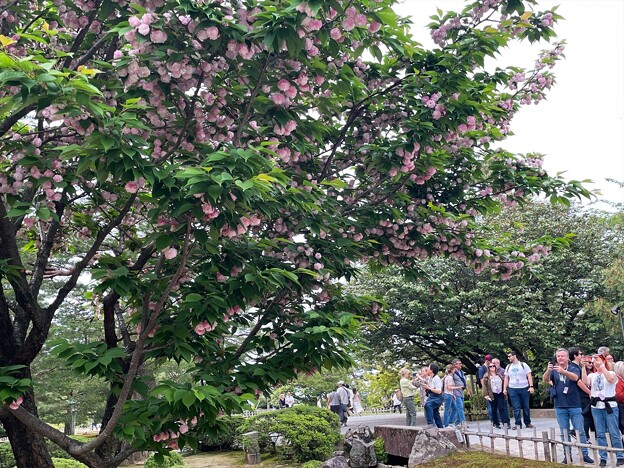 兼六園菊桜（1）