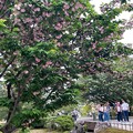 写真: 兼六園菊桜（1）