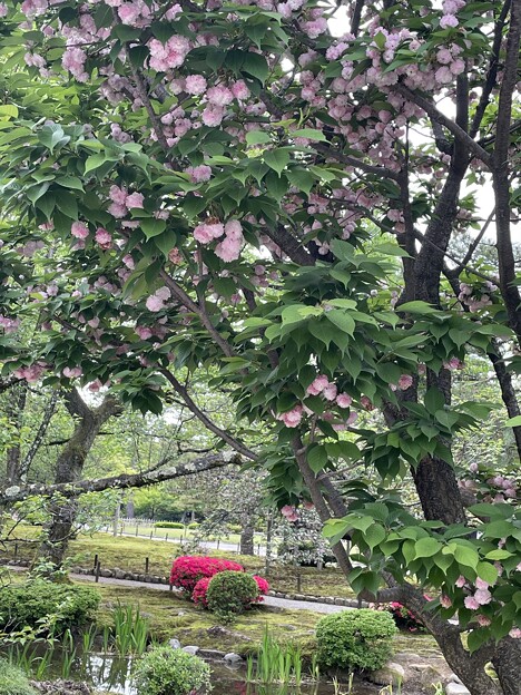 写真: 兼六園菊桜（2）