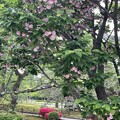 兼六園菊桜（2）