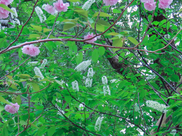 ウワミズザクラと八重桜