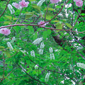 ウワミズザクラと八重桜
