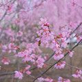 写真: 桜にミツバチ 20210309_1