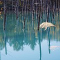 写真: 秋の青い池