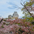 Photos: 姫路城と桜