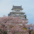 Photos: 桜に埋もれた天守
