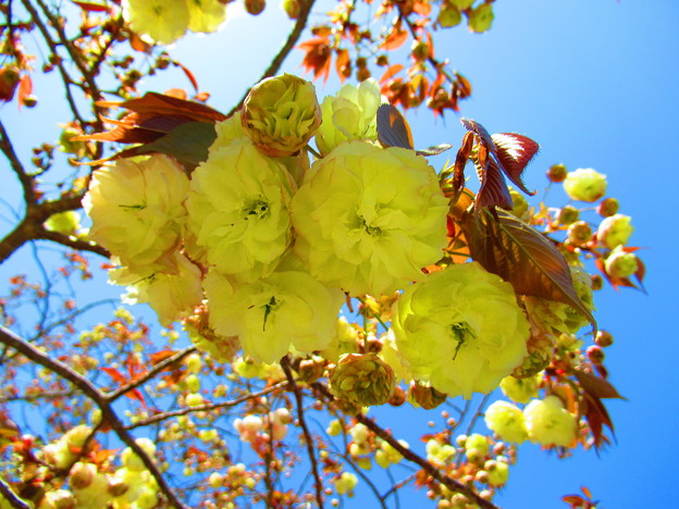写真: 黄緑色の八重桜
