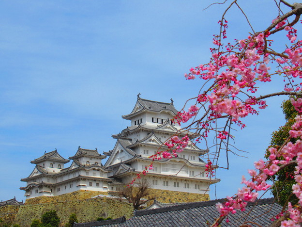 写真: しだれ桜と姫路城
