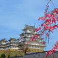 しだれ桜と姫路城