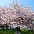 Photos: 桜満開