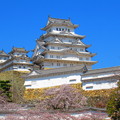 Photos: 桜と姫路城