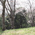 Photos: 桜吹雪