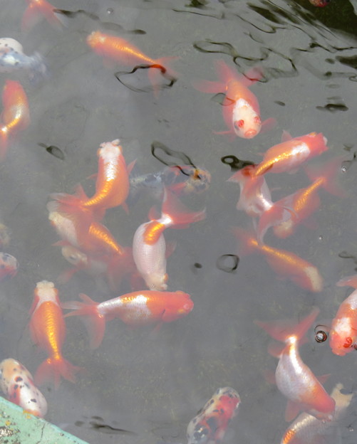 写真: 金魚の群れ