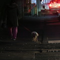 Photos: IMG_7113　夜の散歩も寒い