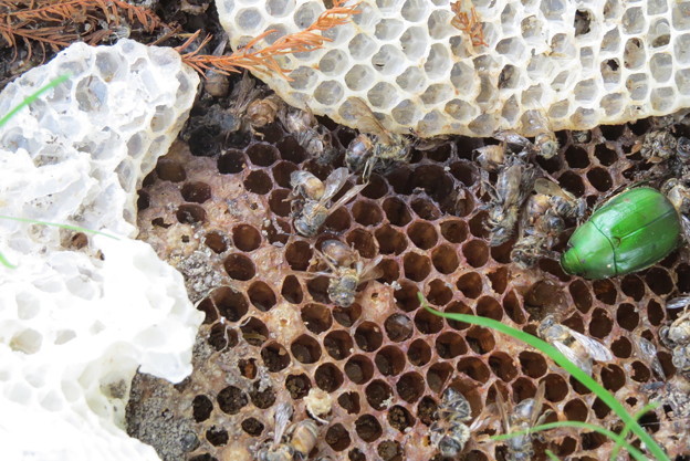 Photos: 日本ミツバチの巣