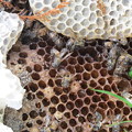 写真: 日本ミツバチの巣
