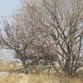 Photos: IMG_1188 田圃の中の一本桜