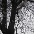 Photos: IMG_1729桜の枝もどことなく寂しい