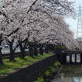 DSC_2883二郷半水路の桜