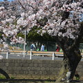 DSC_2858二郷半水路の桜
