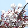 Photos: IMG_2286 散りゆく桜