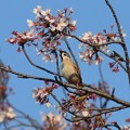 写真: DSC_3200 名残の桜