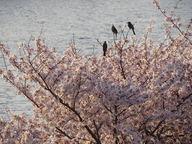 Photos: IMG_2136名残の桜