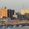 Photos: IMG_2139名残の桜