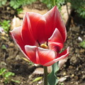 写真: IMG_2311花壇のチューリップ