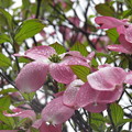Photos: 桜に続いてハナミズキが満開に