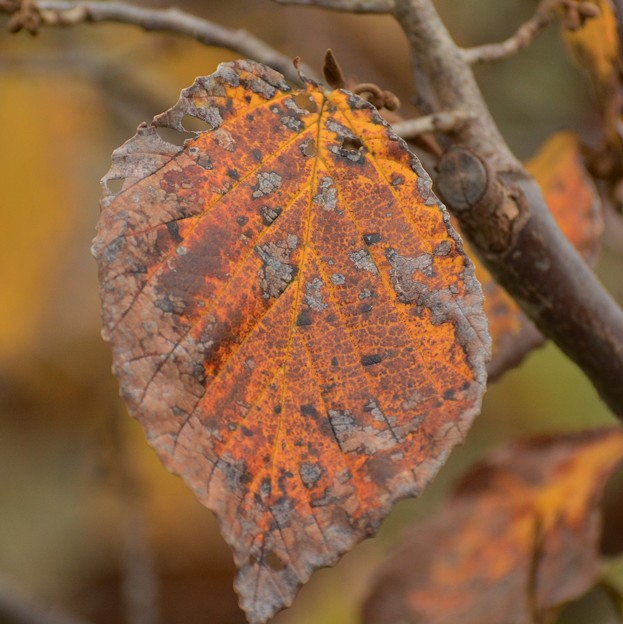 Photos: 葉の命は短くて、苦しかりしこと。。。。。