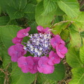 写真: 梅雨時の女王　紫陽花