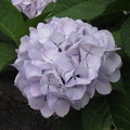 写真: 梅雨時の女王　紫陽花