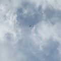 写真: 上空を旋回するヘリ