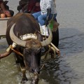 写真: 水牛と海を渡る
