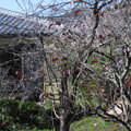 IMG_1359寒桜