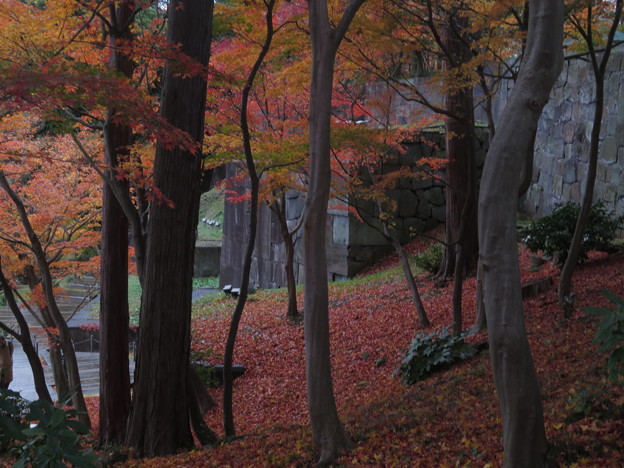 Photos: IMG_1497金沢城の石垣