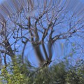 写真: IMG_5215 木々の間を渡る風
