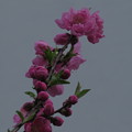 写真: IMG_7013庭の片隅の梅