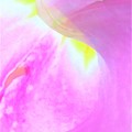 写真: IMG_7154 創造、花で彩る七彩色