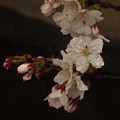 Photos: IMG_7338 雨に濡れる桜花